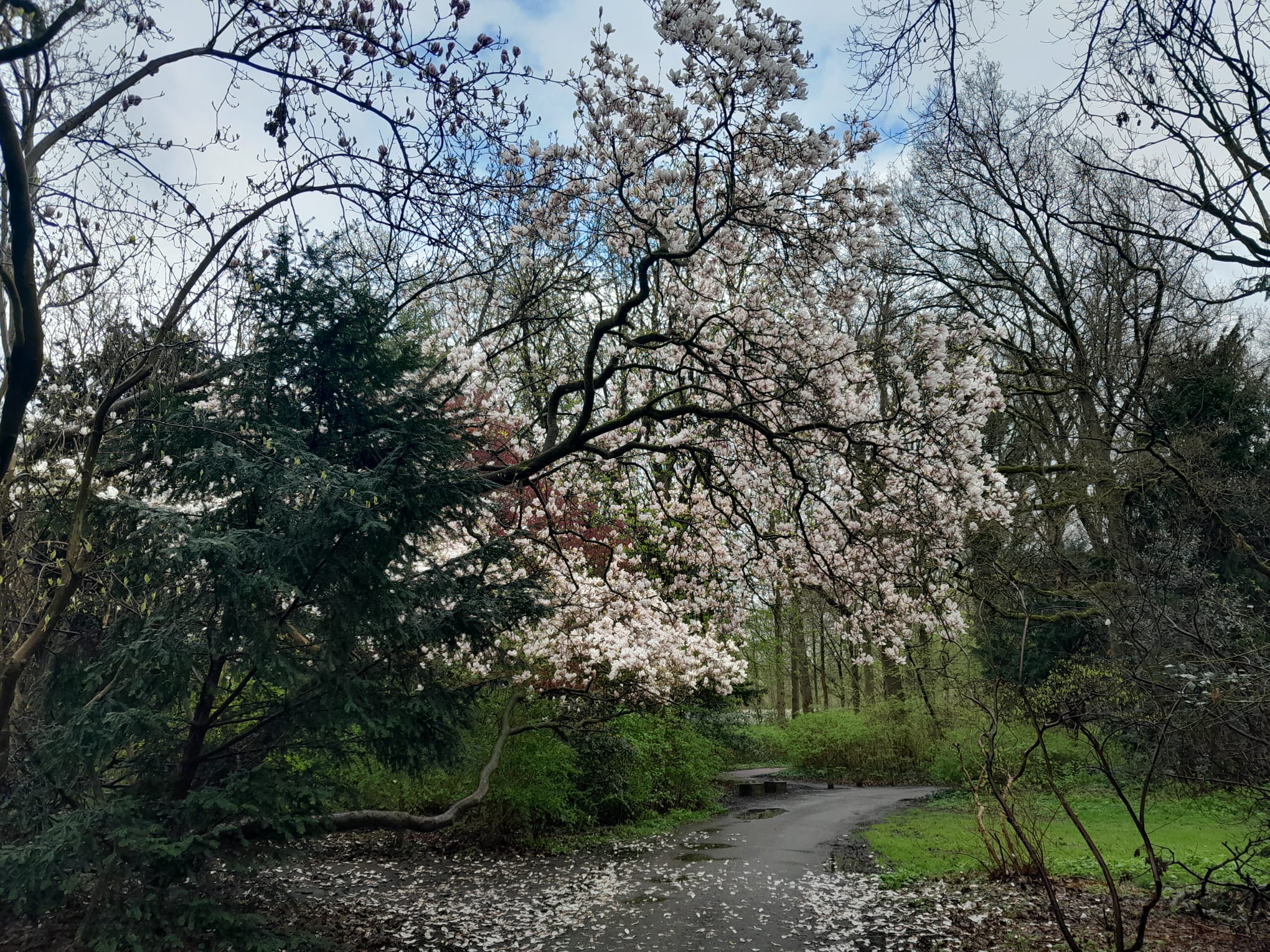 A photo of a white magnolia tree, leaving it's leaves on the path.